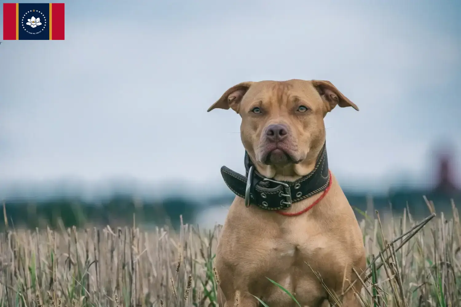 Read more about the article American Pit Bull Terrier breeders and puppies in Mississippi