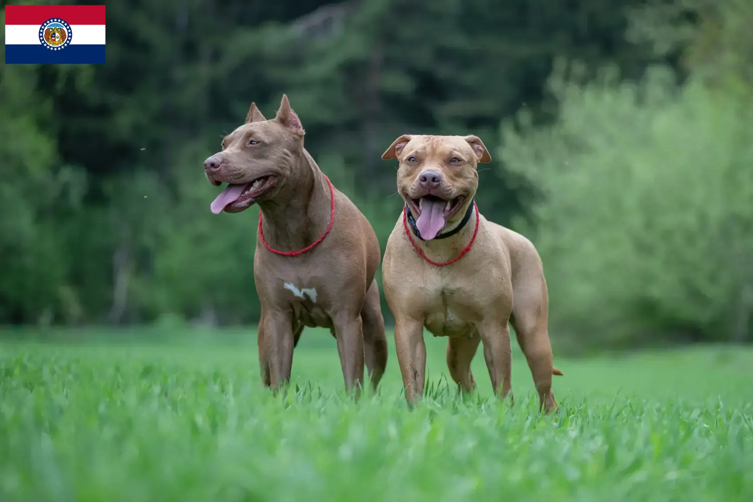 Read more about the article American Pit Bull Terrier breeders and puppies in Missouri