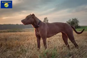 Read more about the article American Pit Bull Terrier breeders and puppies in Montana