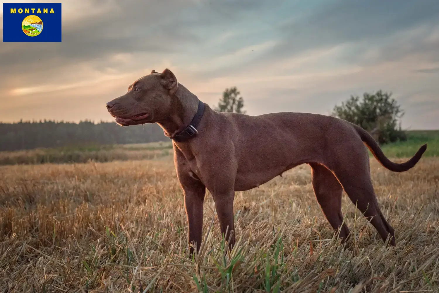 Read more about the article American Pit Bull Terrier breeders and puppies in Montana