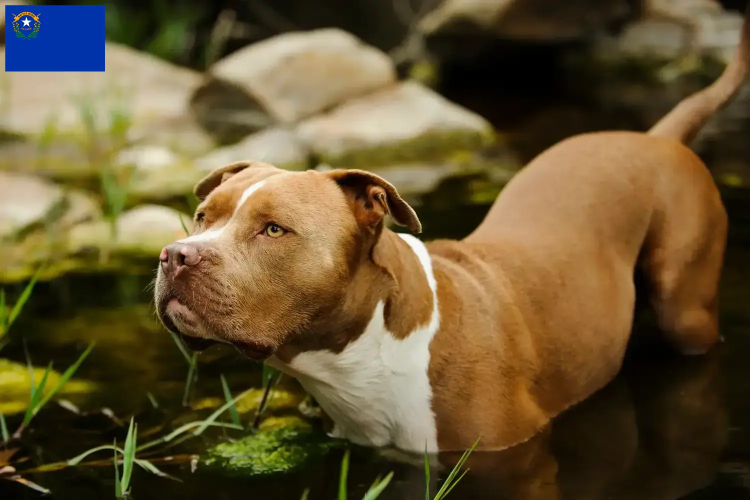 Read more about the article American Pit Bull Terrier breeders and puppies in Nevada
