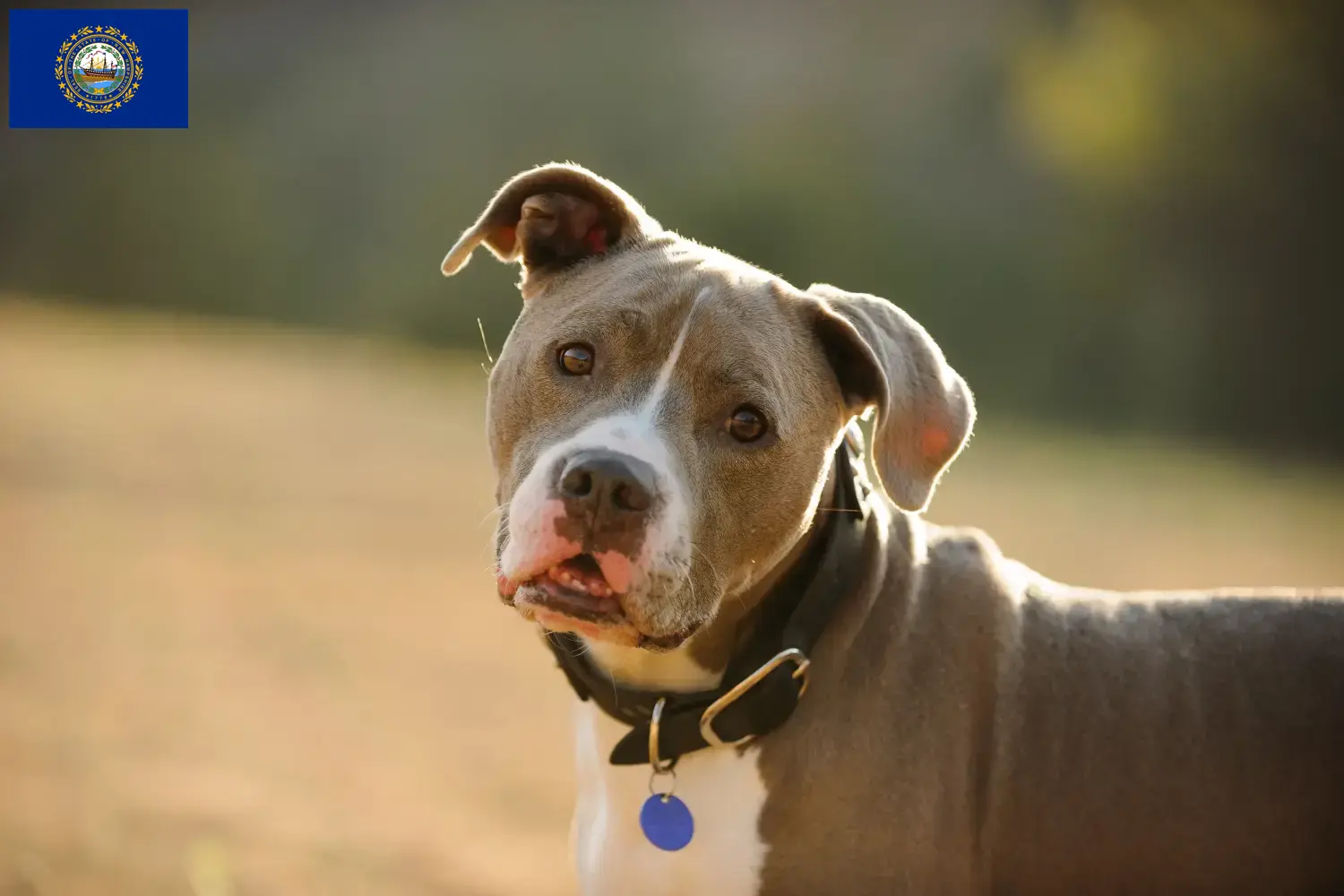 Read more about the article American Pit Bull Terrier Breeder and Puppies in New Hampshire