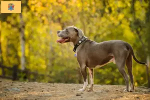 Read more about the article American Pit Bull Terrier Breeder and Puppies in New Jersey