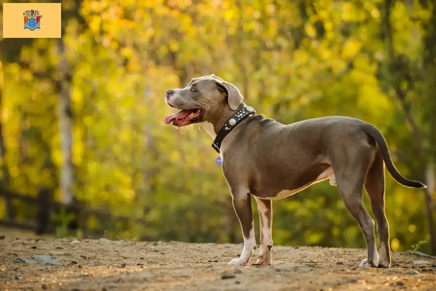 Read more about the article American Pit Bull Terrier Breeder and Puppies in New Jersey