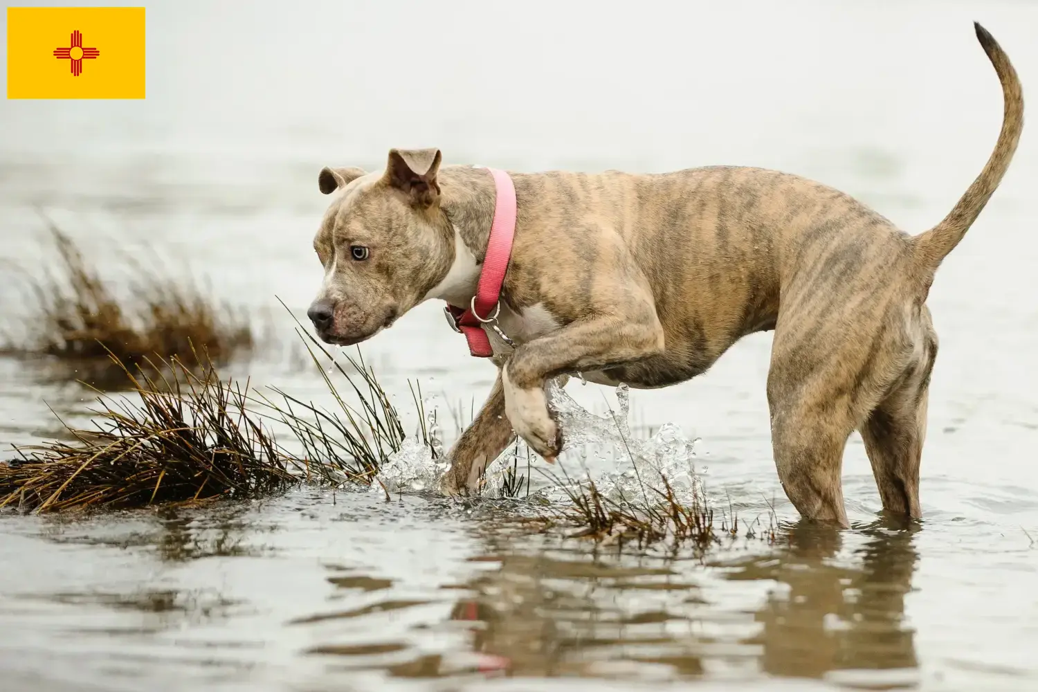 Read more about the article American Pit Bull Terrier Breeder and Puppies in New Mexico