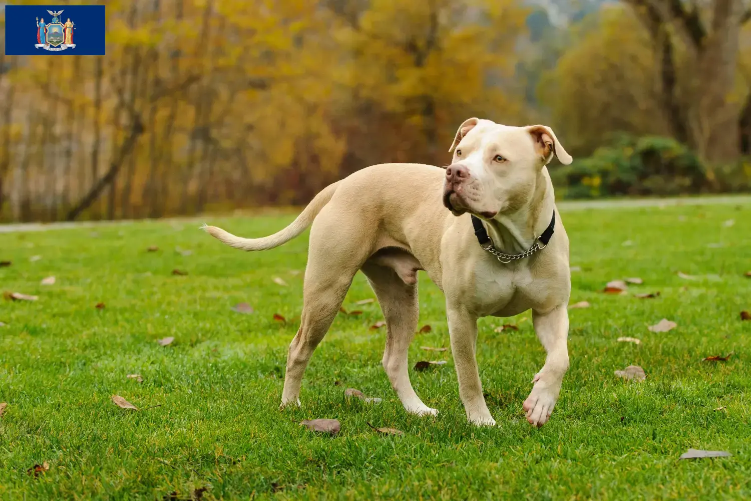 Read more about the article American Pit Bull Terrier breeders and puppies in New York