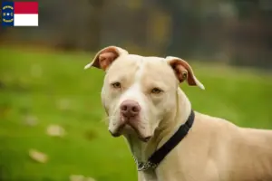 Read more about the article American Pit Bull Terrier breeders and puppies in North Carolina
