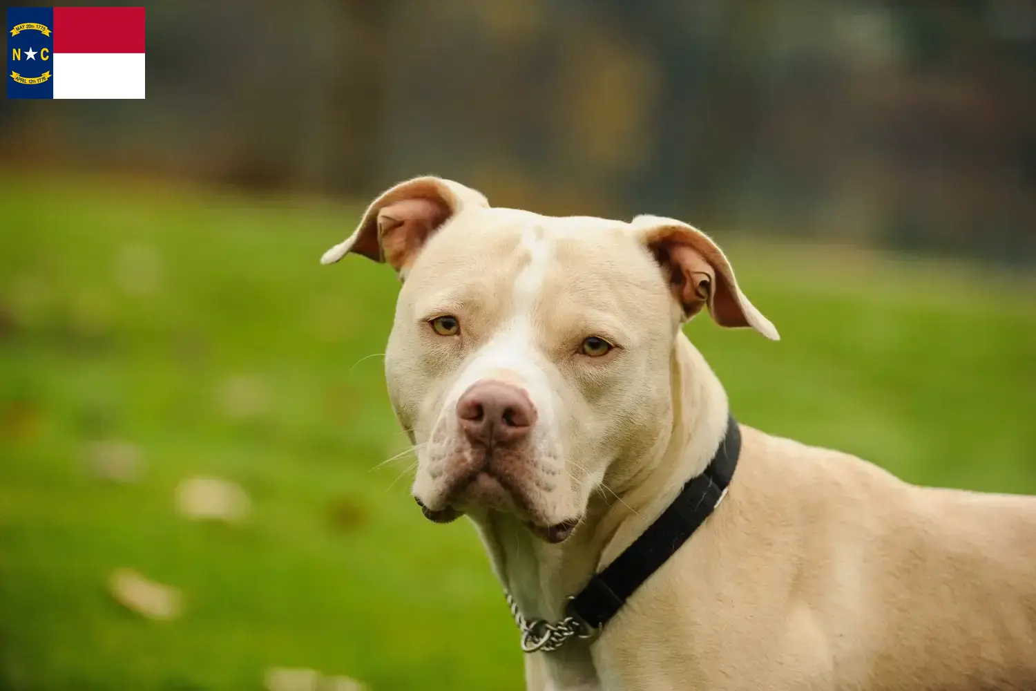 Read more about the article American Pit Bull Terrier breeders and puppies in North Carolina