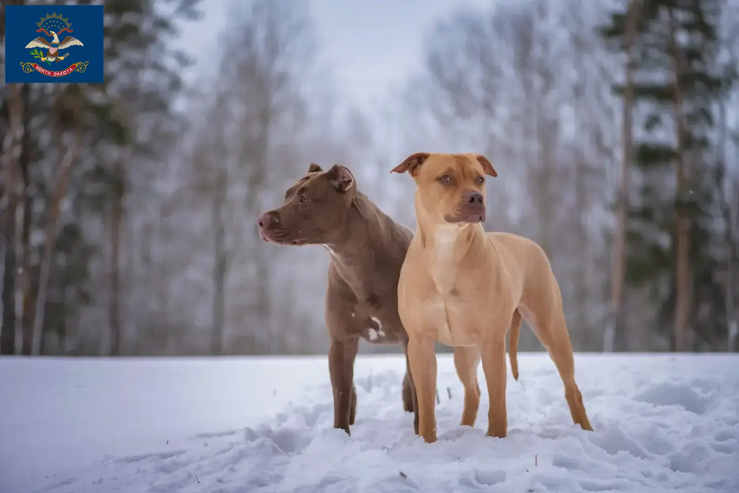 Read more about the article American Pit Bull Terrier breeders and puppies in North Dakota