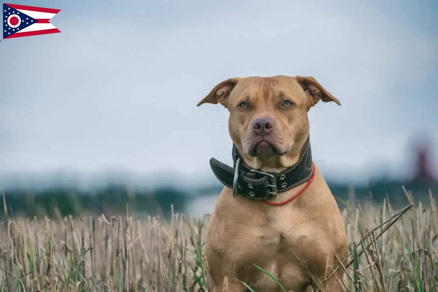 Read more about the article American Pit Bull Terrier breeders and puppies in Ohio