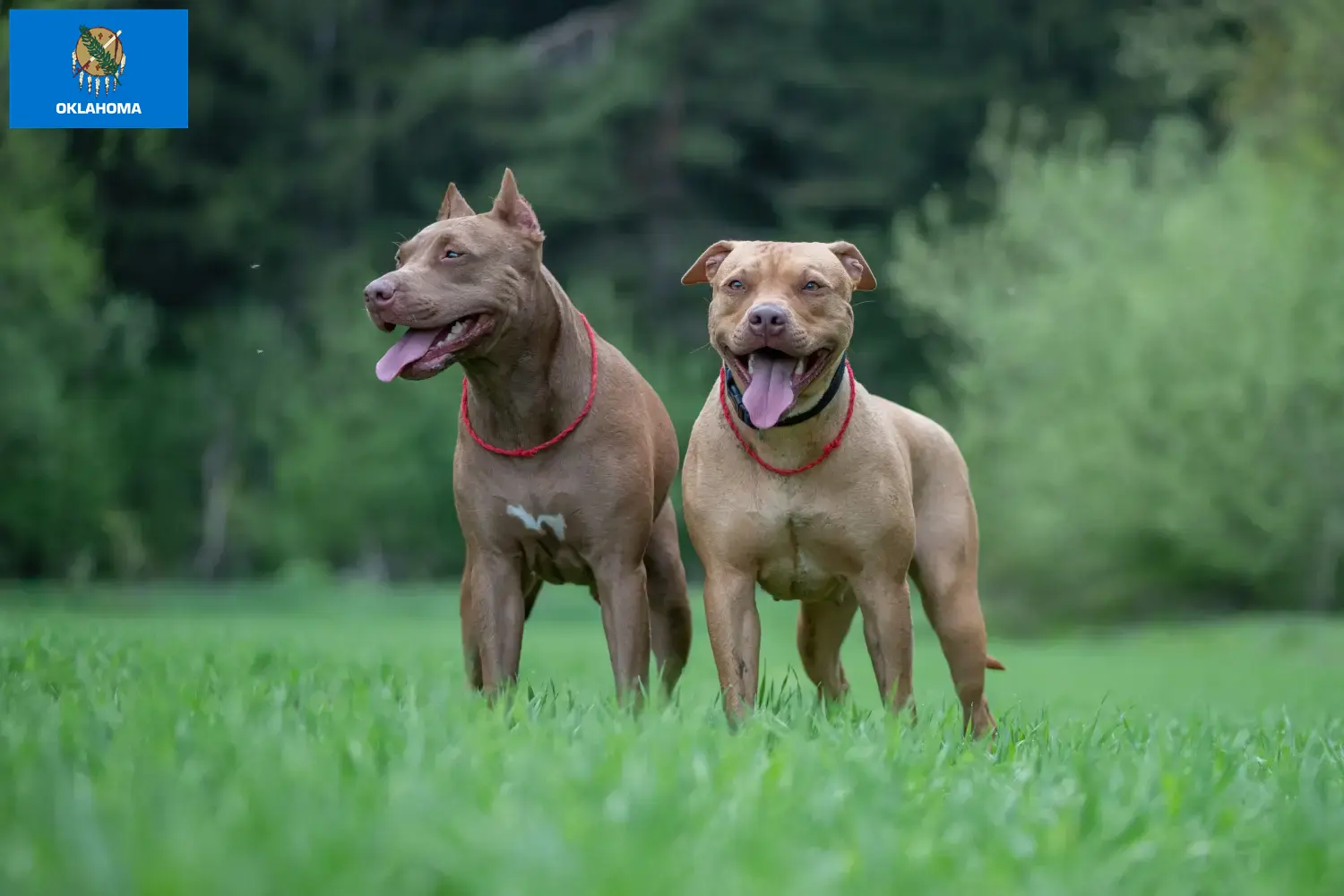 Read more about the article American Pit Bull Terrier breeders and puppies in Oklahoma