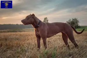 Read more about the article American Pit Bull Terrier breeders and puppies in Oregon