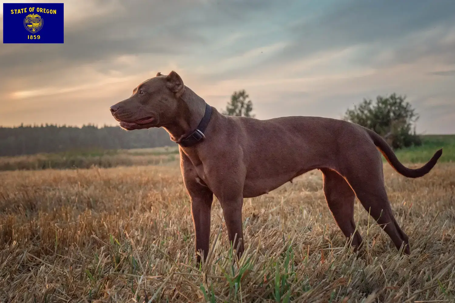 Read more about the article American Pit Bull Terrier breeders and puppies in Oregon