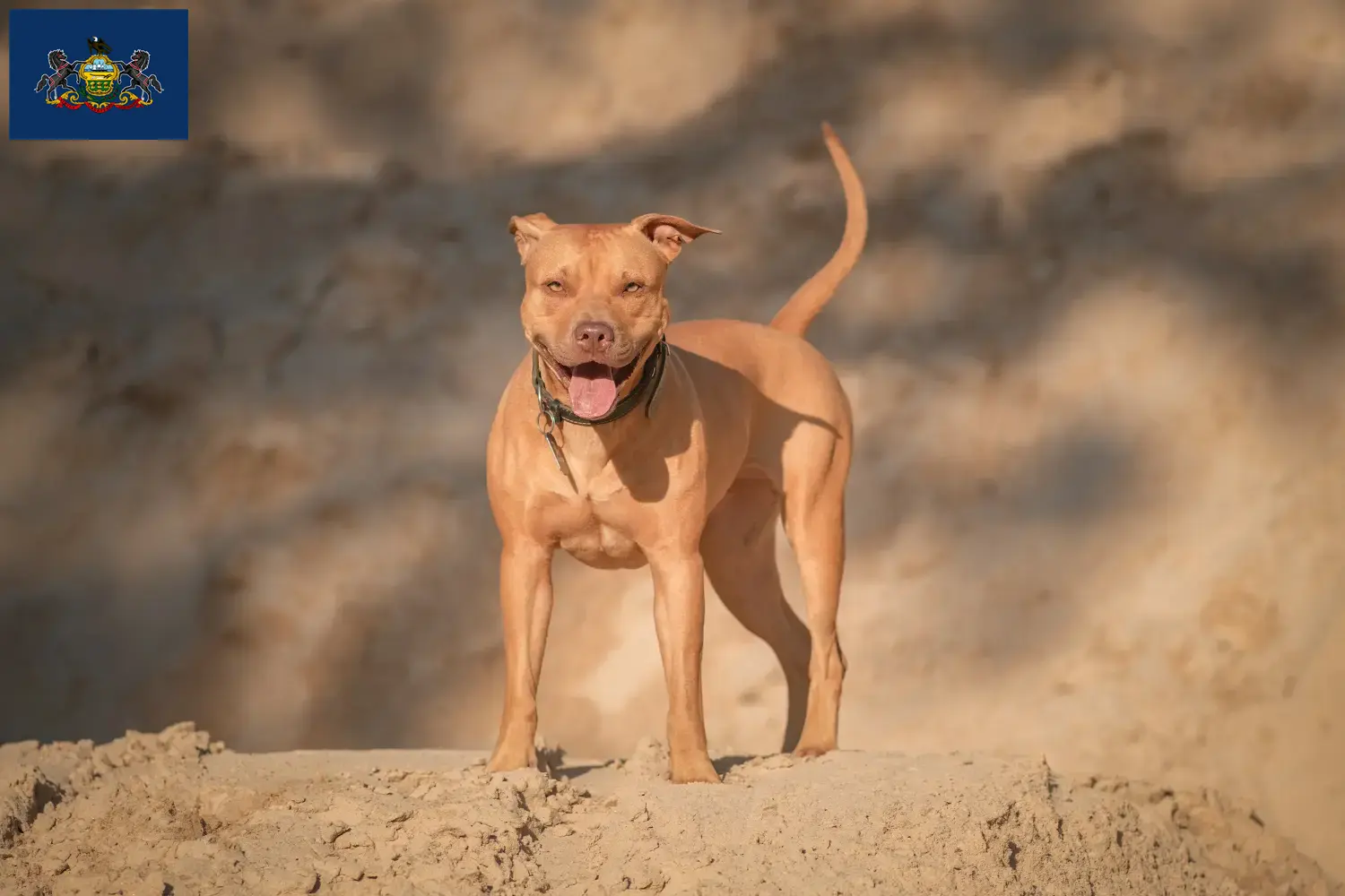 Read more about the article American Pit Bull Terrier breeders and puppies in Pennsylvania