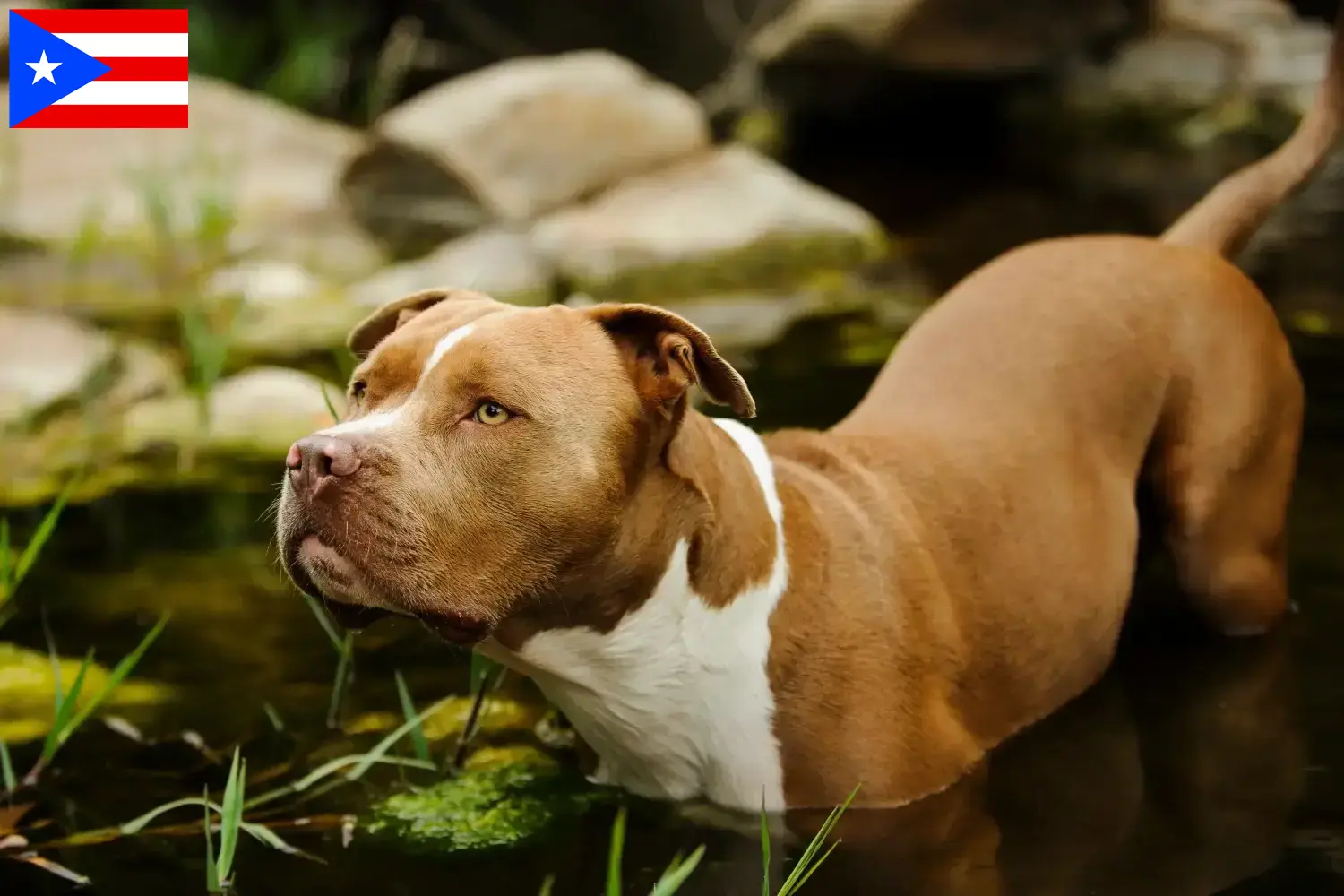 Read more about the article American Pit Bull Terrier breeders and puppies in Puerto Rico