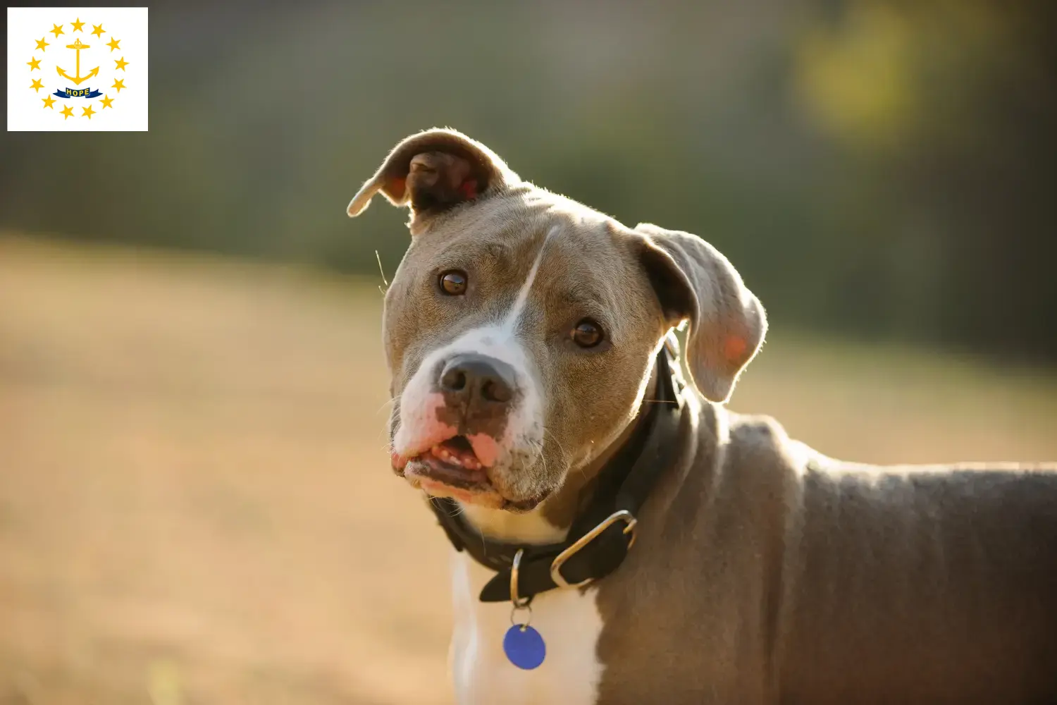 Read more about the article American Pit Bull Terrier breeders and puppies in Rhode Island