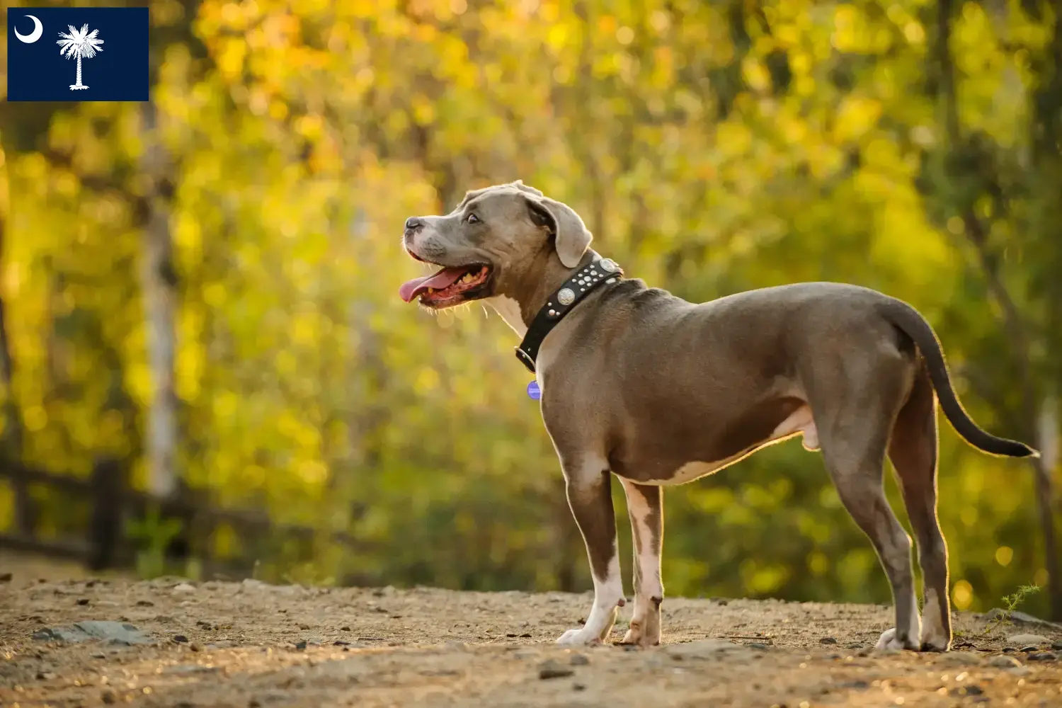 Read more about the article American Pit Bull Terrier breeders and puppies in South Carolina