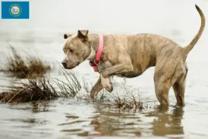 Read more about the article American Pit Bull Terrier breeders and puppies in South Dakota