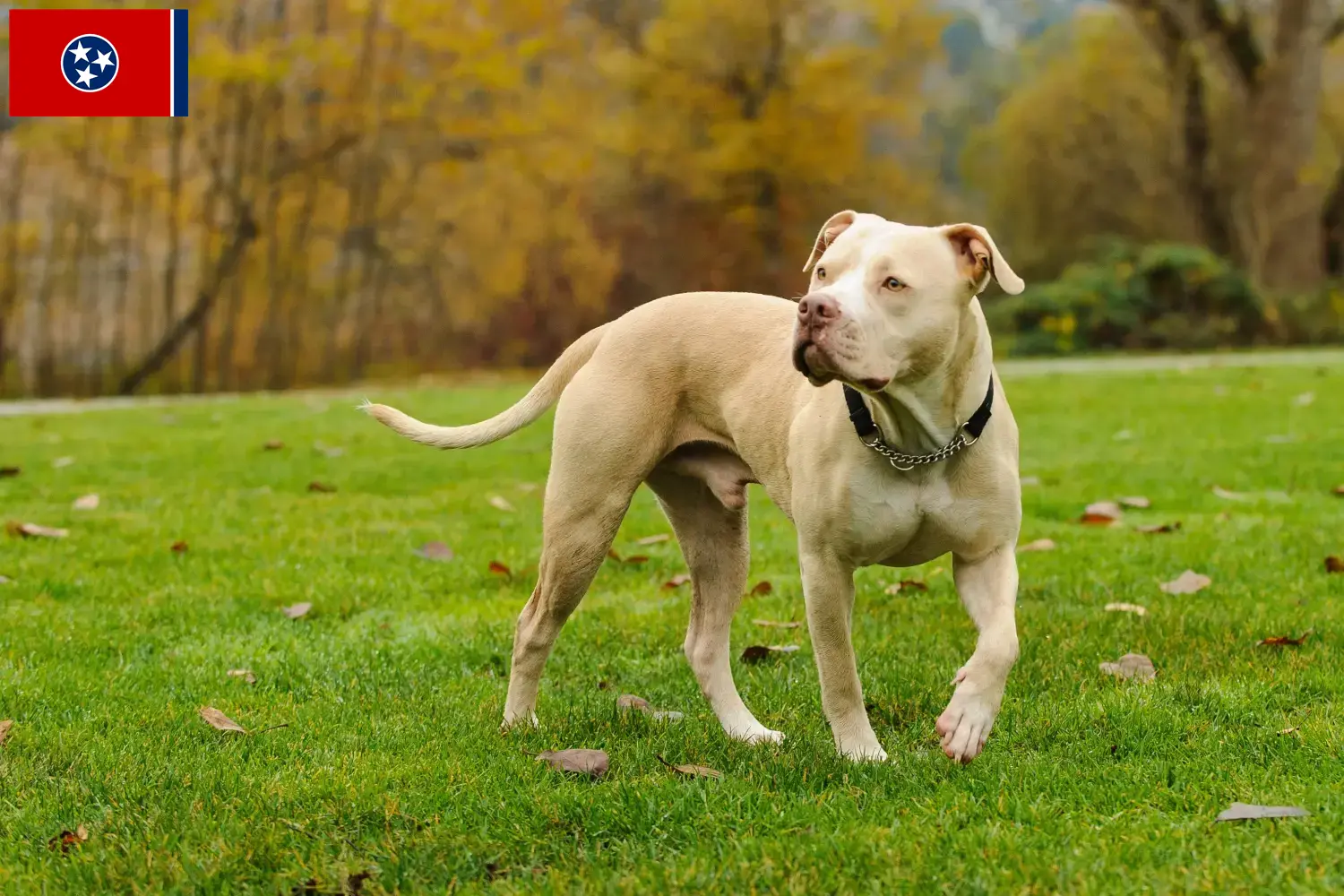 Read more about the article American Pit Bull Terrier breeders and puppies in Tennessee