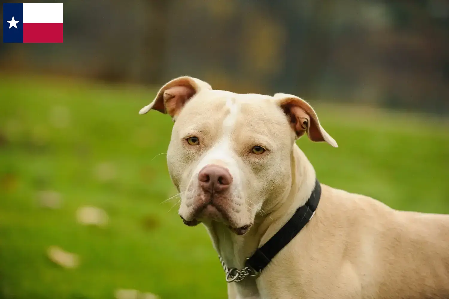 Read more about the article American Pit Bull Terrier breeders and puppies in Texas