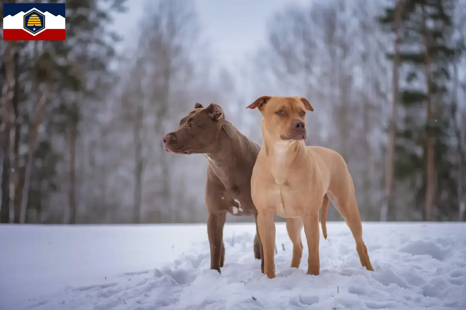 Read more about the article American Pit Bull Terrier breeders and puppies in Utah