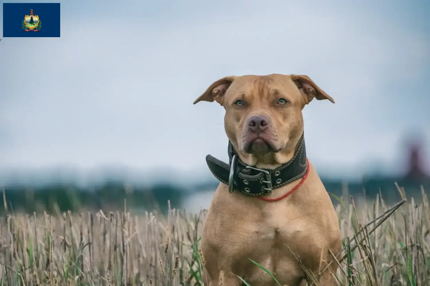 Read more about the article American Pit Bull Terrier breeders and puppies in Vermont