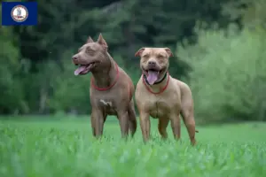 Read more about the article American Pit Bull Terrier breeders and puppies in Virginia