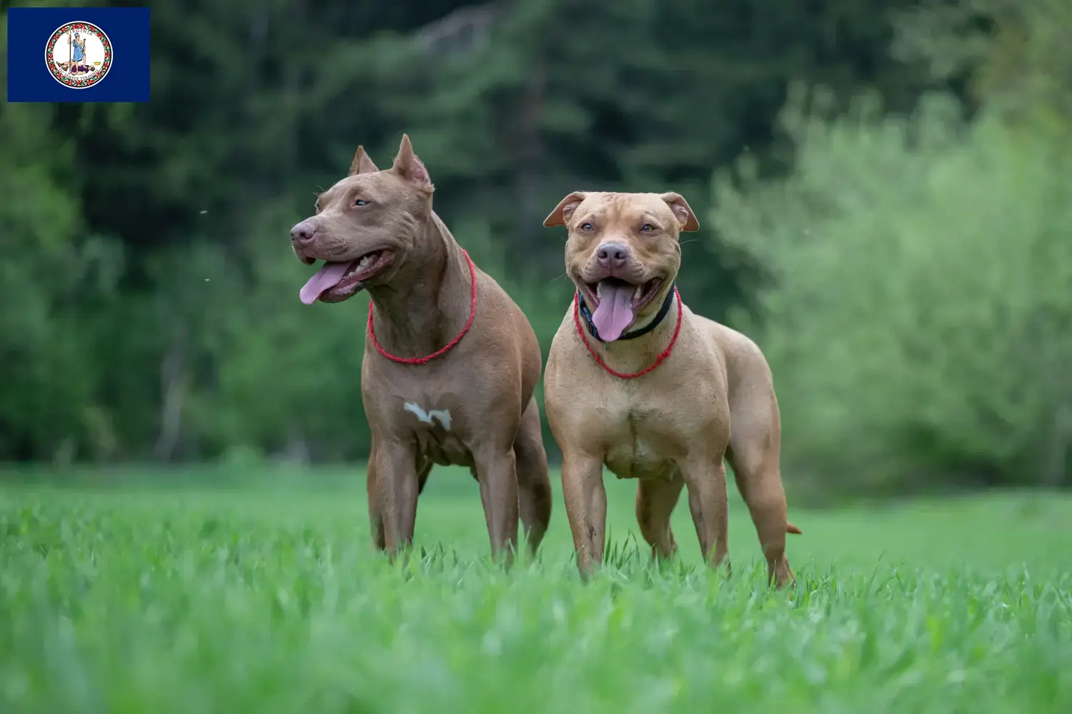 Read more about the article American Pit Bull Terrier breeders and puppies in Virginia