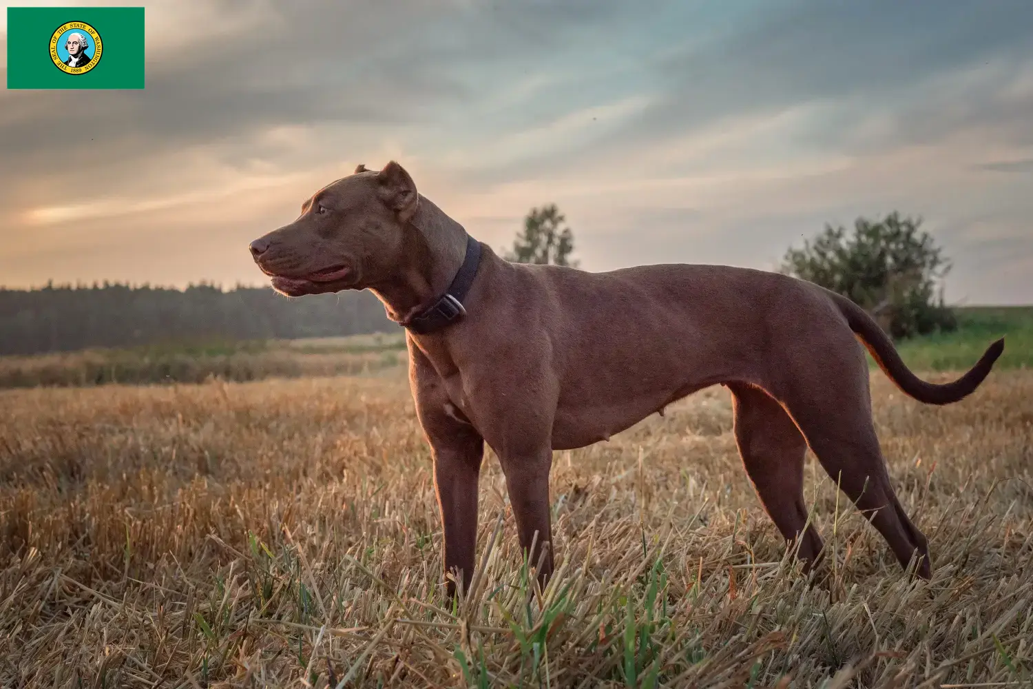 Read more about the article American Pit Bull Terrier breeders and puppies in Washington