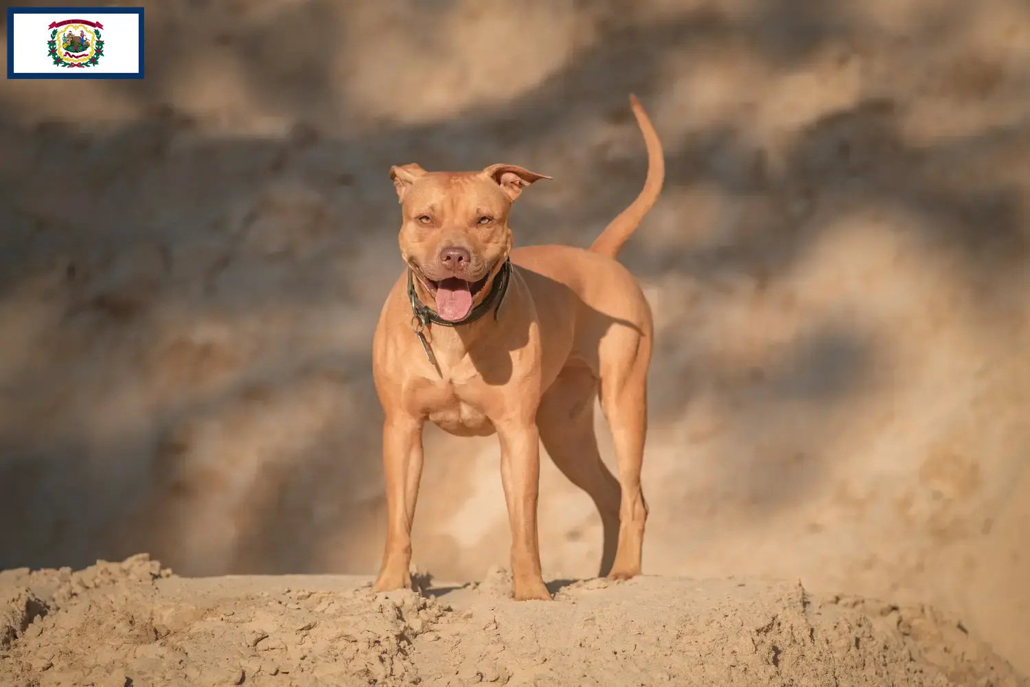 Read more about the article American Pit Bull Terrier breeders and puppies in West Virginia