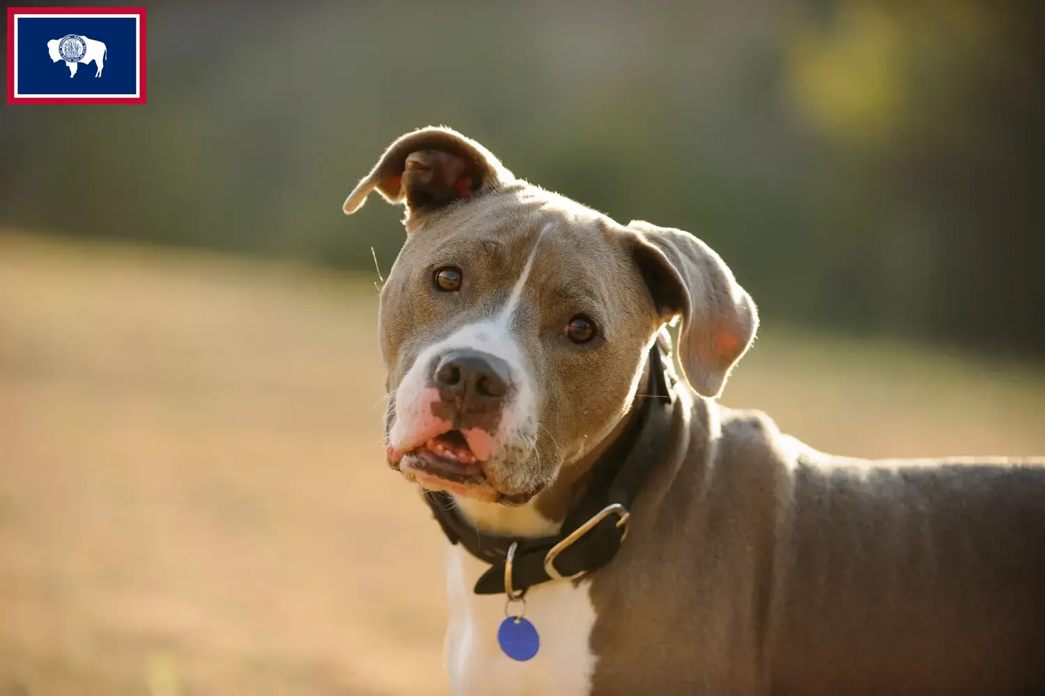 Read more about the article American Pit Bull Terrier breeders and puppies in Wyoming