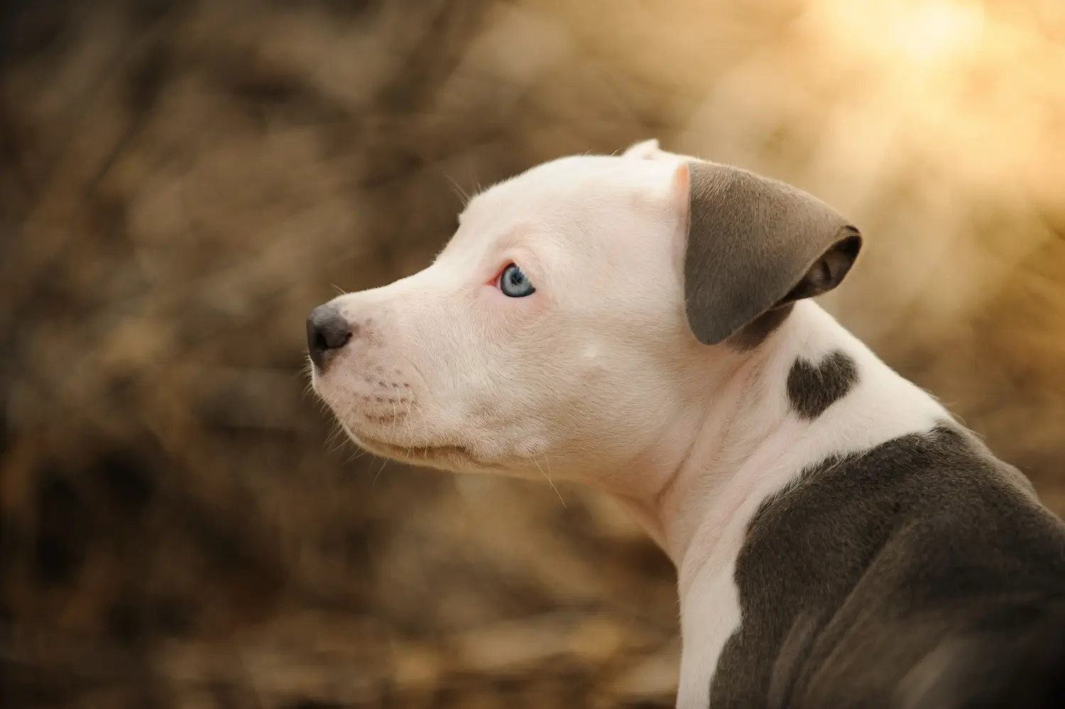 Buying an American Pit Bull Terrier puppy means taking responsibility! Buy American Pit Bull Terrier puppies.