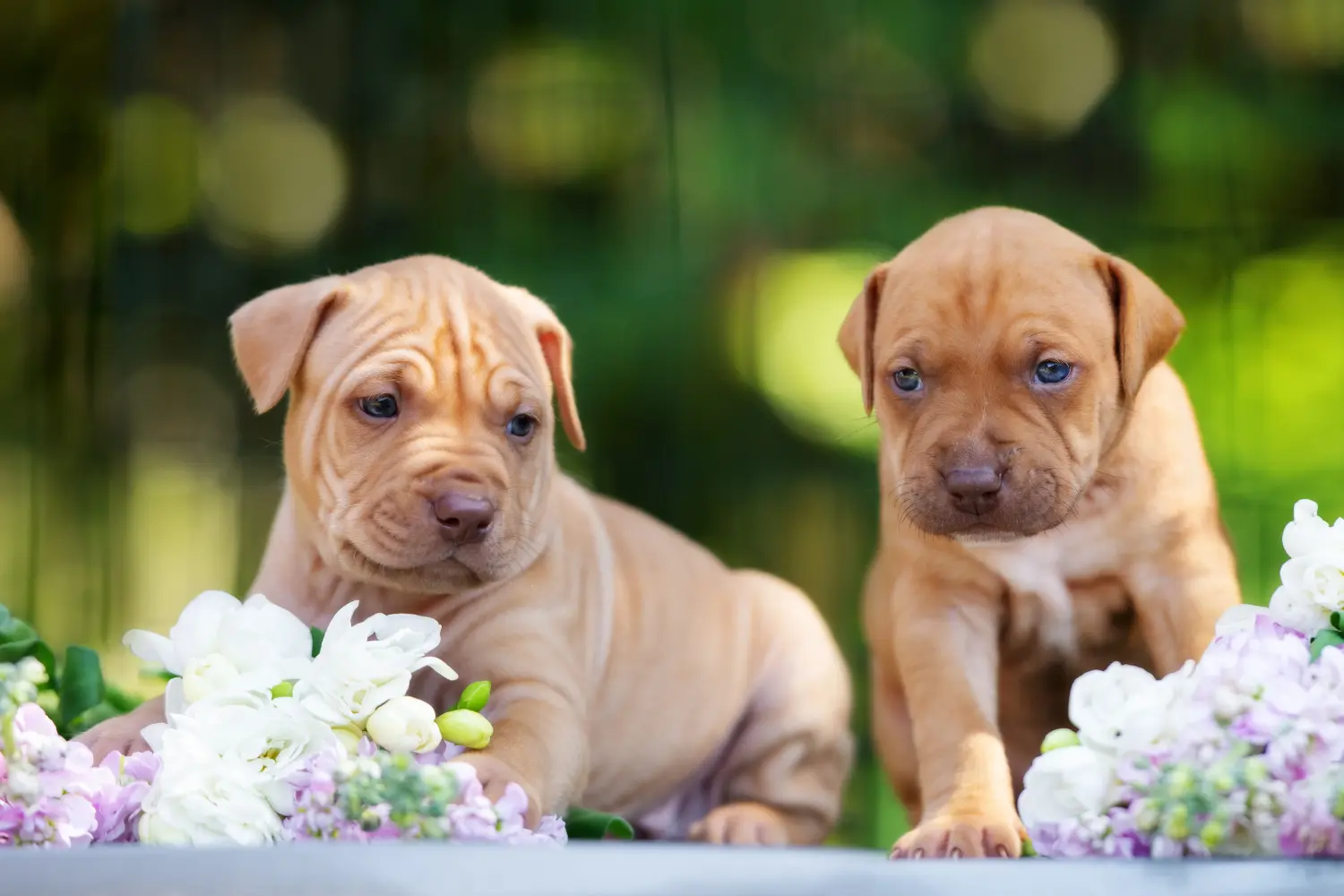 Buying an American Pit Bull Terrier puppy means taking responsibility! Buy American Pit Bull Terrier puppies.