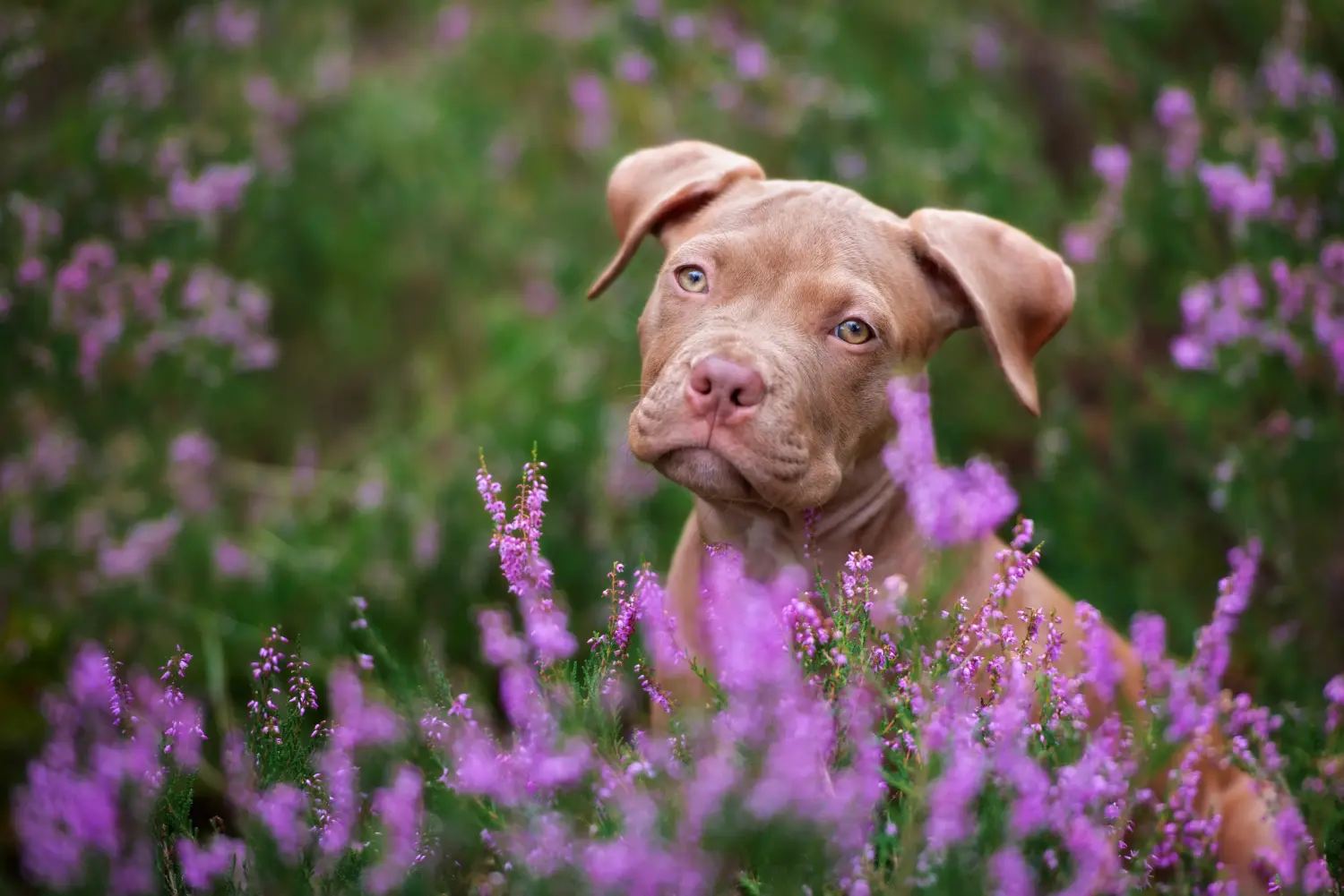 Buying an American Pit Bull Terrier puppy means taking responsibility! Buy American Pit Bull Terrier puppies.