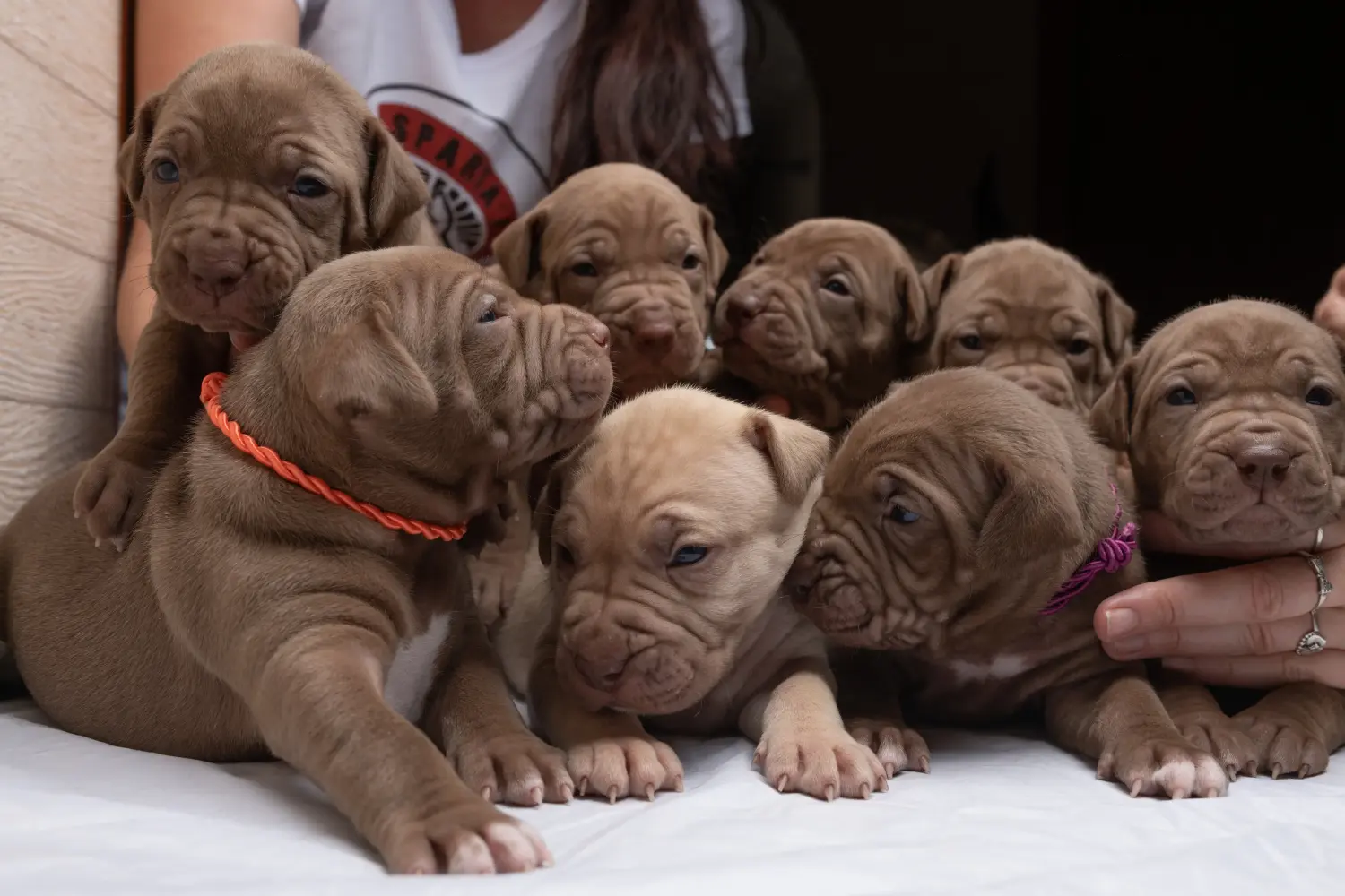 Buying an American Pit Bull Terrier puppy means taking responsibility! Buy American Pit Bull Terrier puppies.