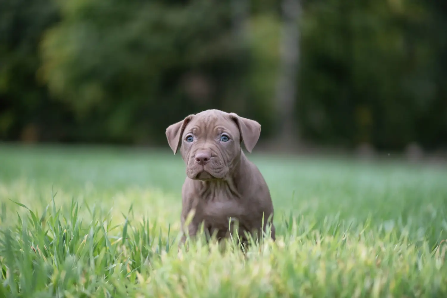 Buying an American Pit Bull Terrier puppy means taking responsibility! Buy American Pit Bull Terrier puppies.