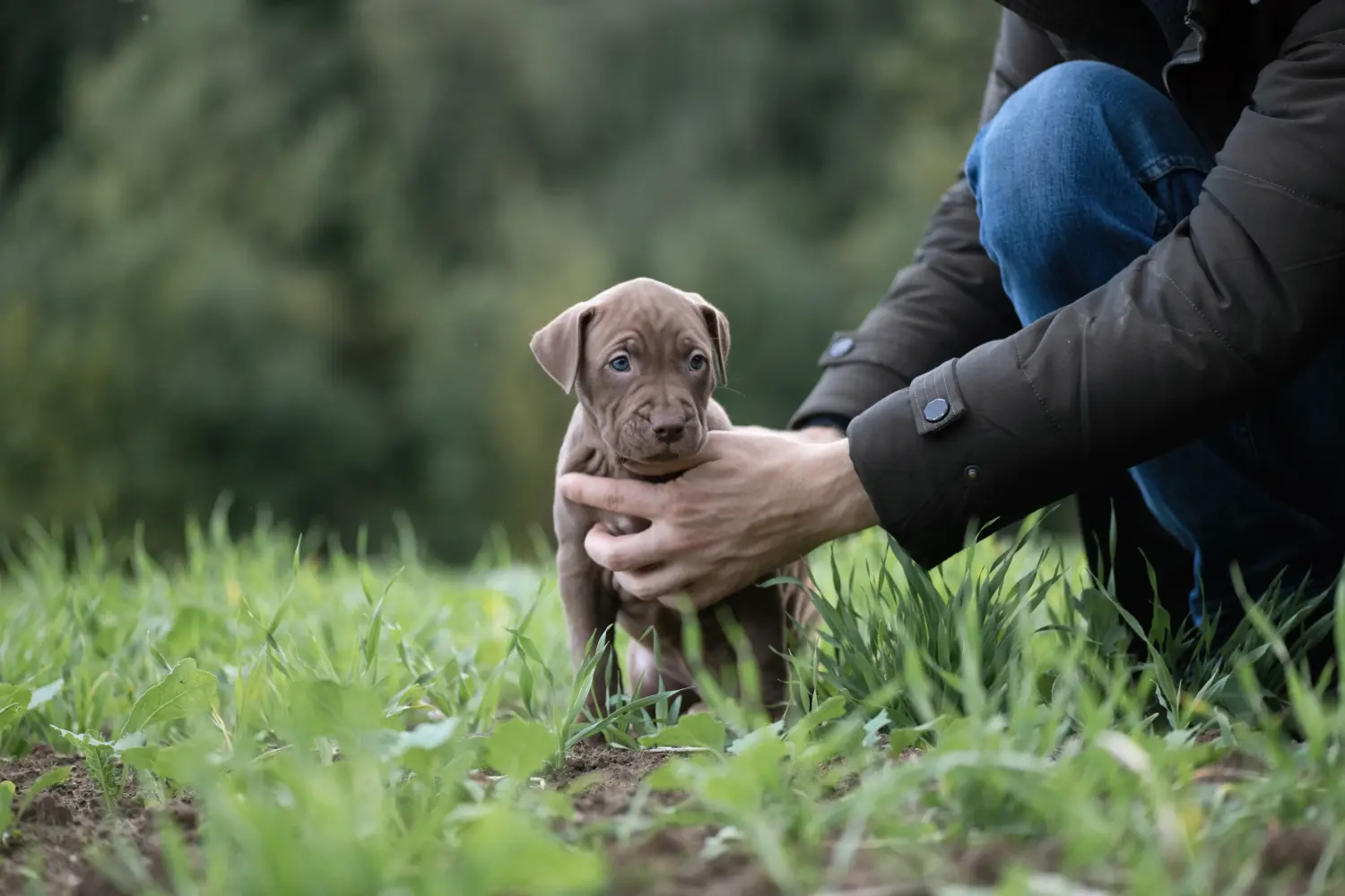 Buying an American Pit Bull Terrier puppy means taking responsibility! Buy American Pit Bull Terrier puppies.