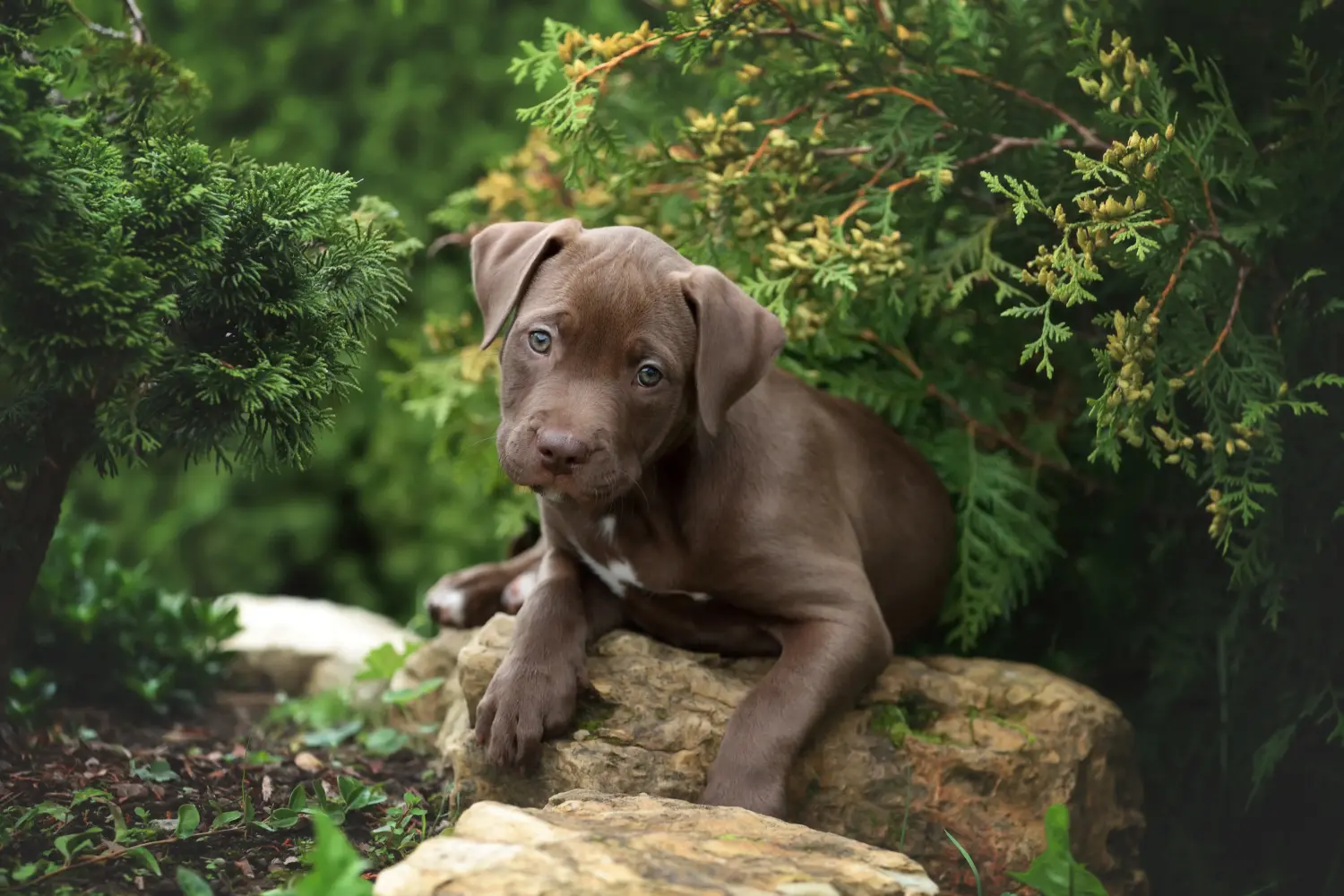 Buying an American Pit Bull Terrier puppy means taking responsibility! Buy American Pit Bull Terrier puppies.