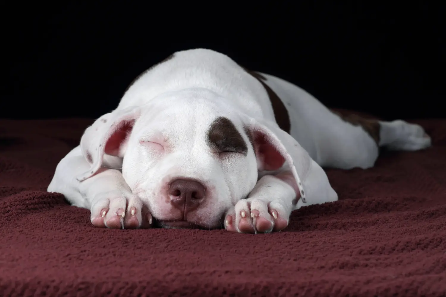 Buying an American Pit Bull Terrier puppy means taking responsibility! Buy American Pit Bull Terrier puppies.