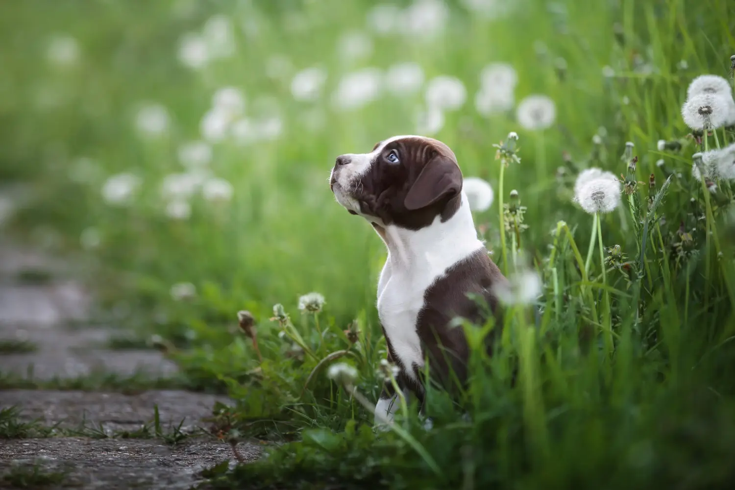 Buying an American Pit Bull Terrier puppy means taking responsibility! Buy American Pit Bull Terrier puppies.