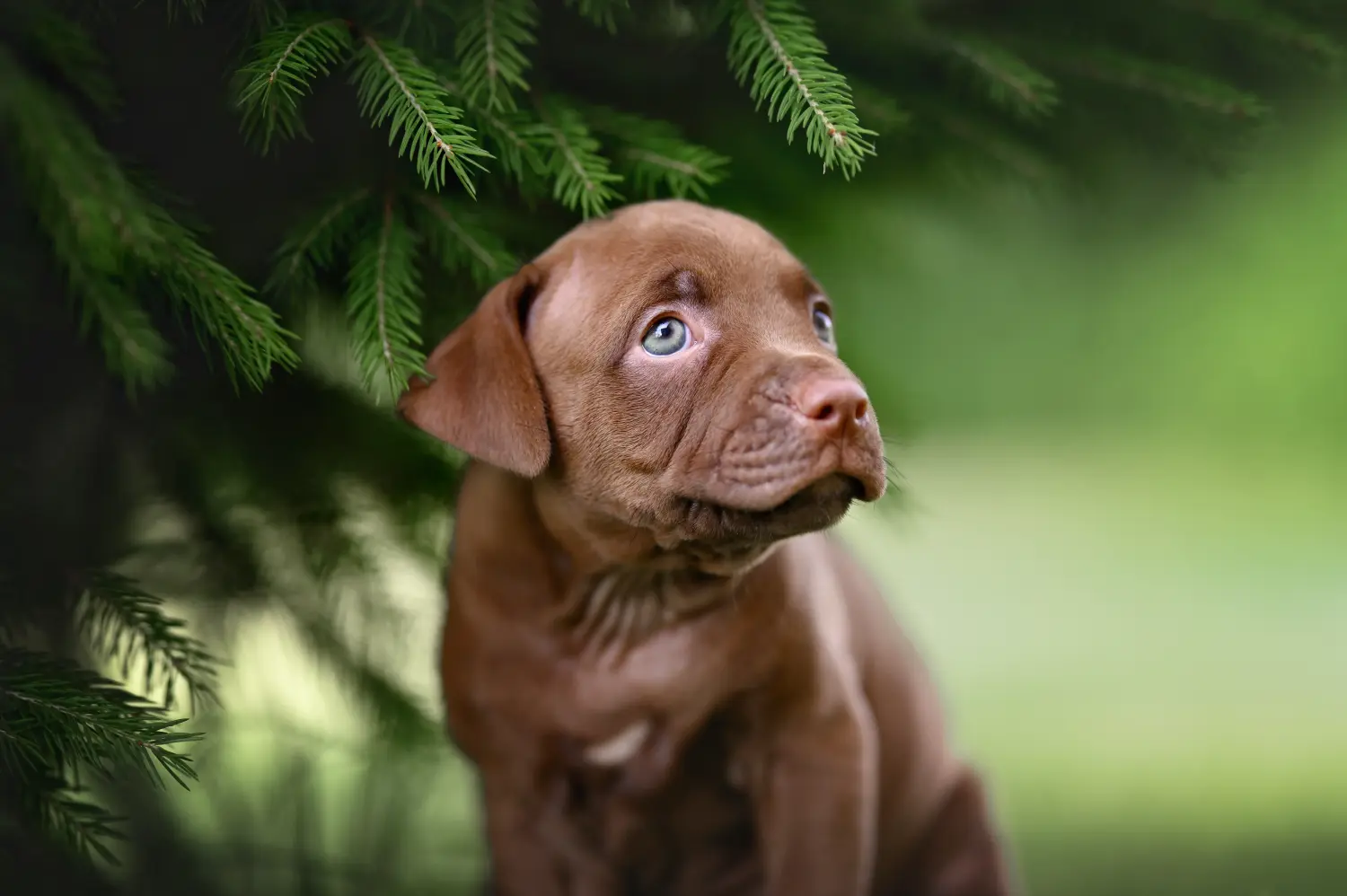 Buying an American Pit Bull Terrier puppy means taking responsibility! Buy American Pit Bull Terrier puppies.