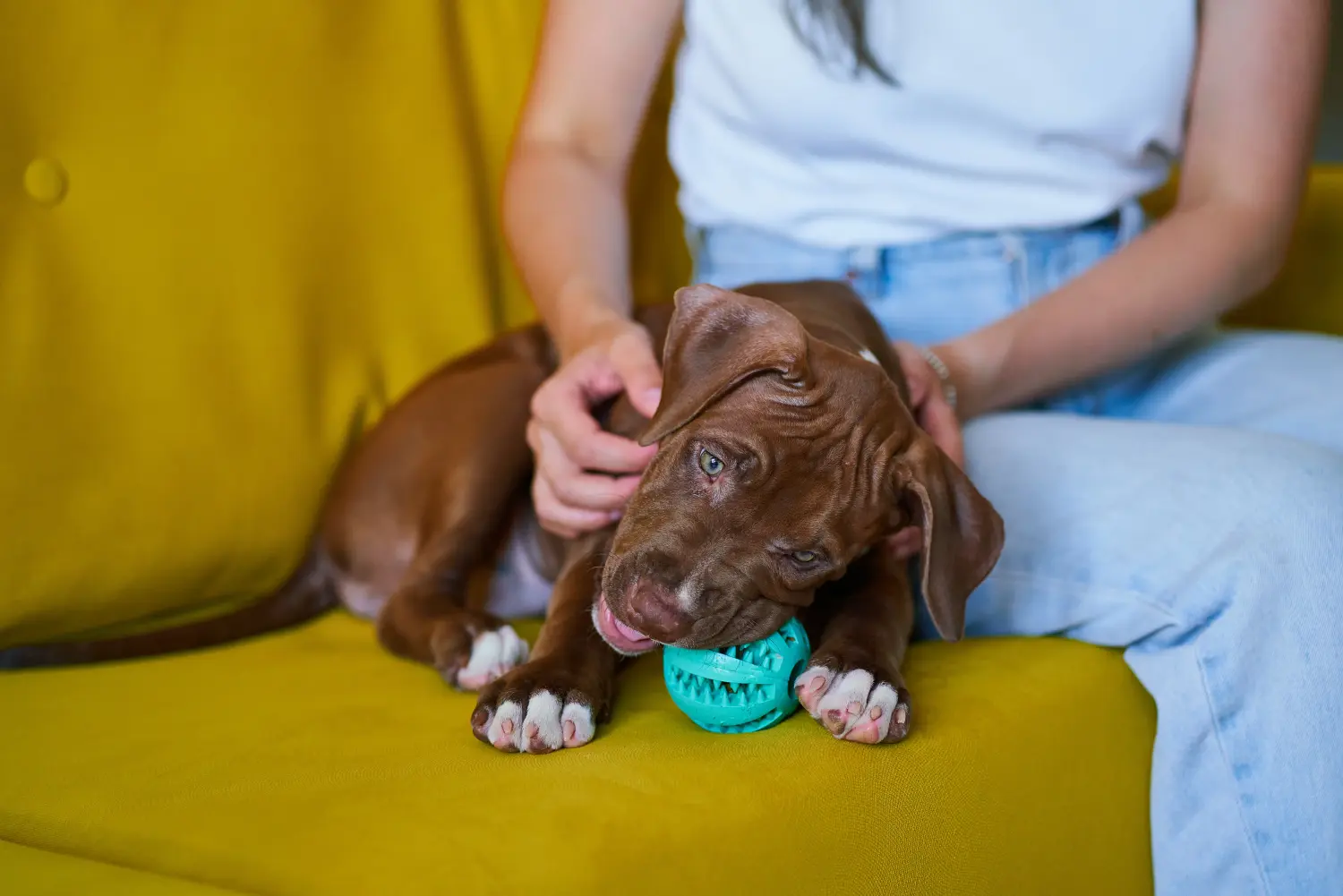Buying an American Pit Bull Terrier puppy means taking responsibility! Buy American Pit Bull Terrier puppies.