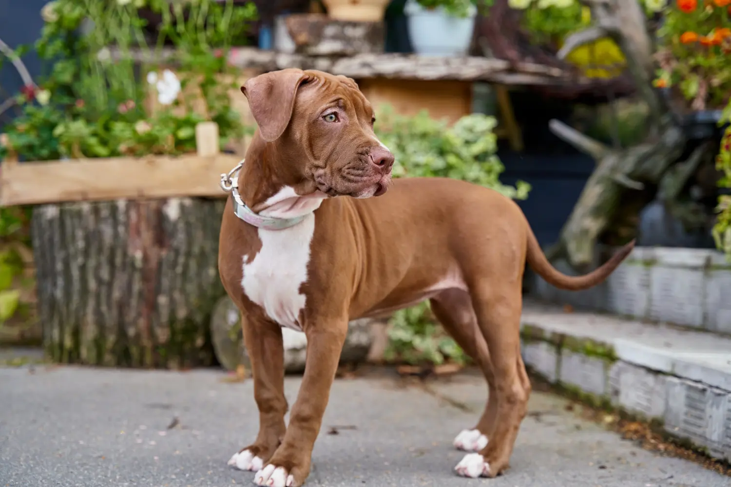 Buying an American Pit Bull Terrier puppy means taking responsibility! Buy American Pit Bull Terrier puppies.
