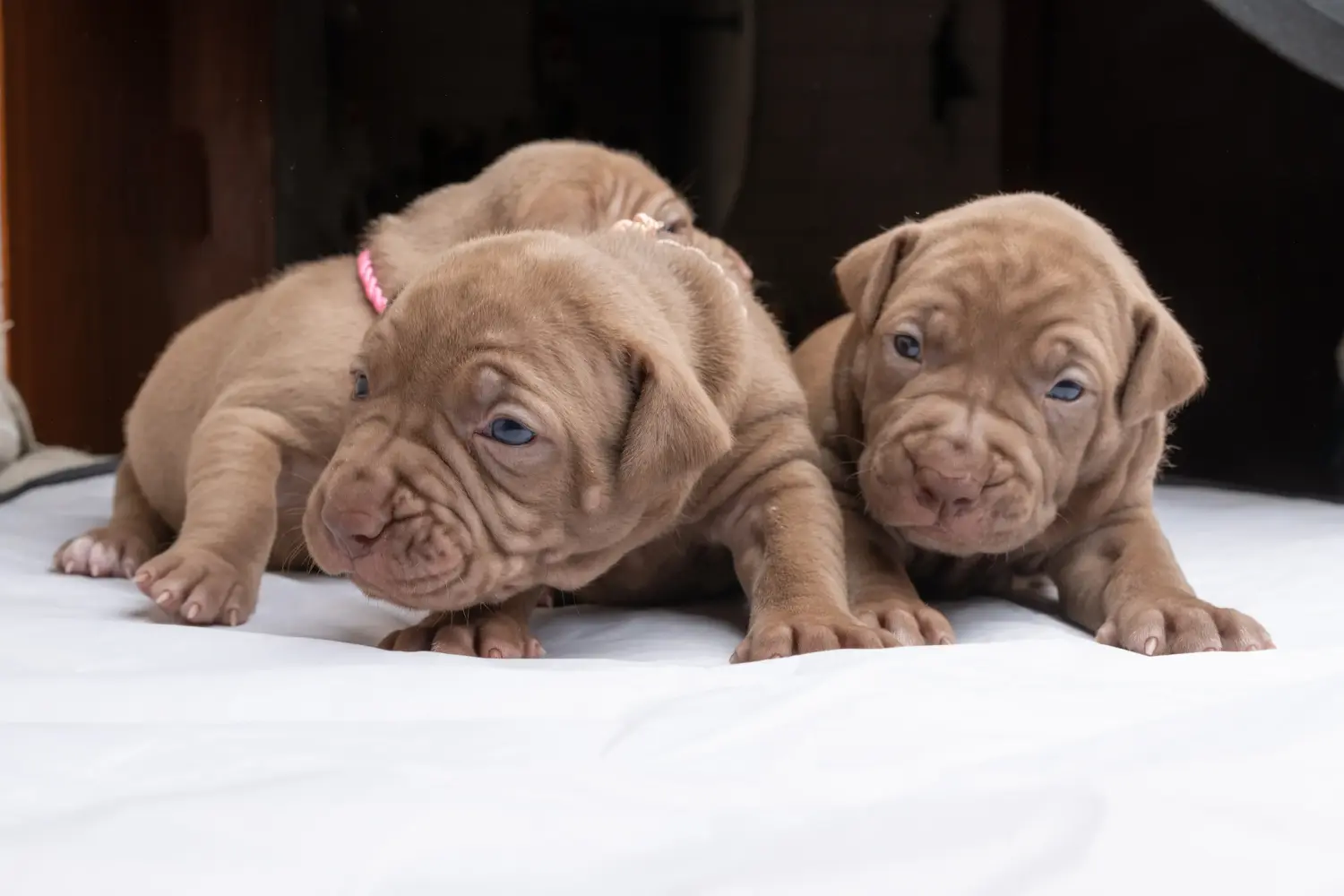 Buying an American Pit Bull Terrier puppy means taking responsibility! Buy American Pit Bull Terrier puppies.