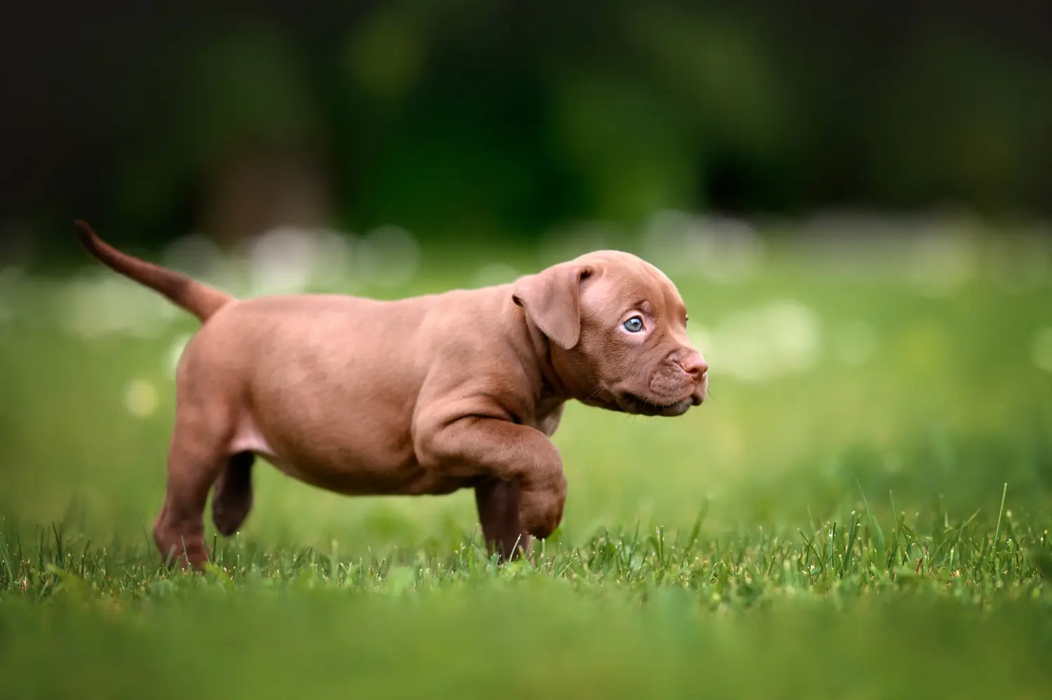Buying an American Pit Bull Terrier puppy means taking responsibility! Buy American Pit Bull Terrier puppies.