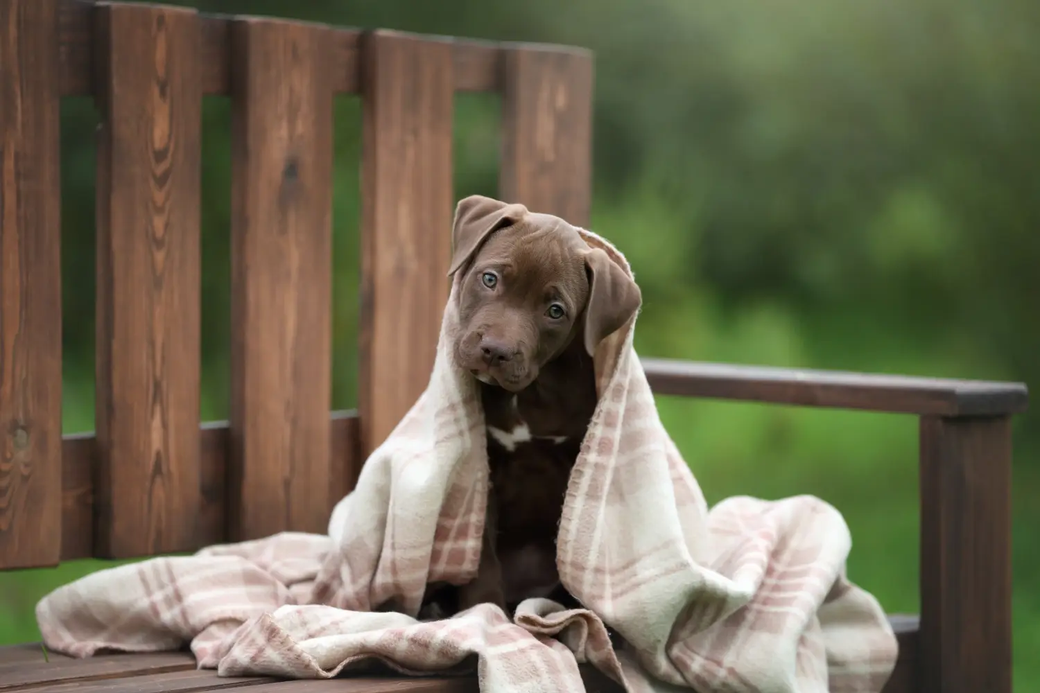 Buying an American Pit Bull Terrier puppy means taking responsibility! Buy American Pit Bull Terrier puppies.