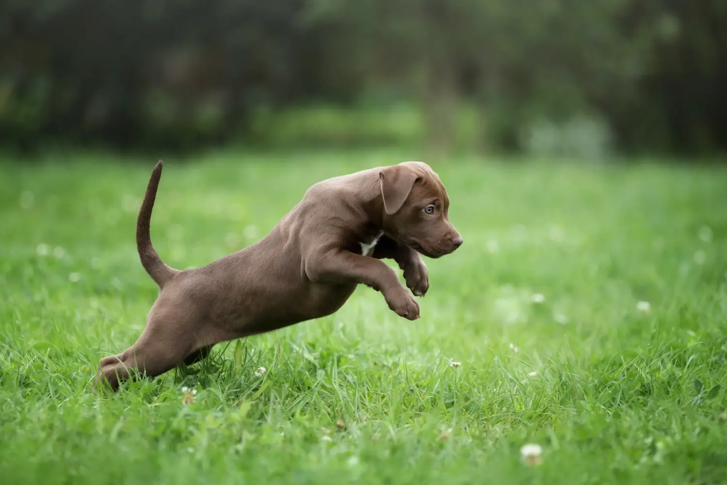Buying an American Pit Bull Terrier puppy means taking responsibility! Buy American Pit Bull Terrier puppies.