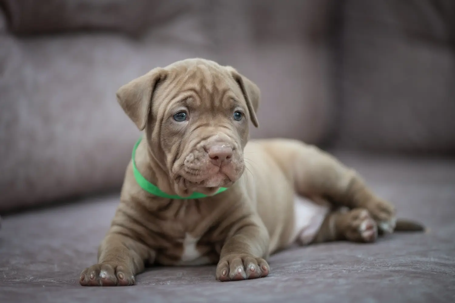 Buying an American Pit Bull Terrier puppy means taking responsibility! Buy American Pit Bull Terrier puppies.