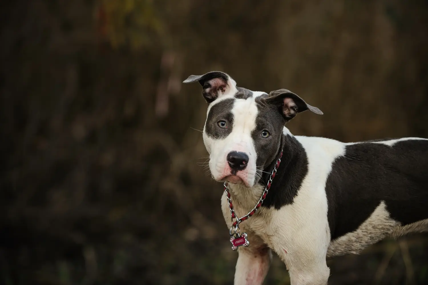Buying an American Pit Bull Terrier puppy means taking responsibility! Buy American Pit Bull Terrier puppies.