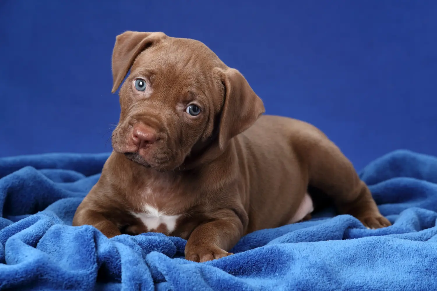 Buying an American Pit Bull Terrier puppy means taking responsibility! Buy American Pit Bull Terrier puppies.